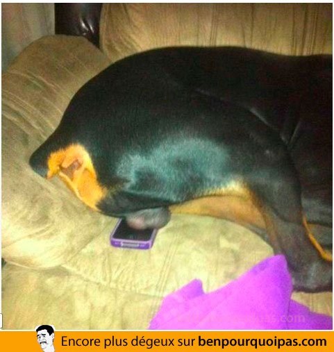 Quand les boules de ton chien reposent sur ton mobile, tu laisse l'appel aller en voicemail!
