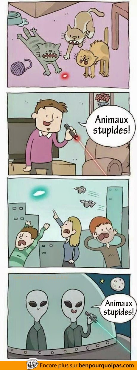animaux-stupides