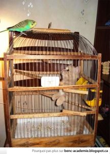 Le chat est dans une cage et l'oiseau regarde