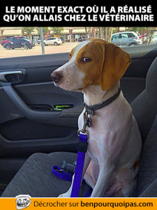 chien-chez-le-veterinaire