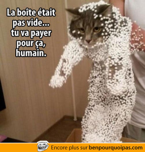 la-boite-etait-pas-vide-chat-plein-de-styromousse