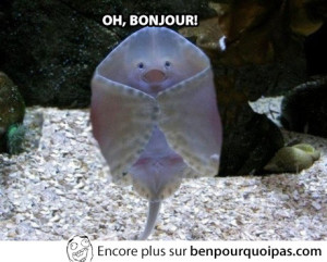 oh-bonjour