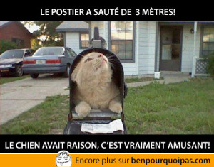 le-chien-avait-raison,-cest-amusant