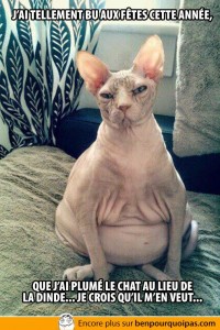 trop-bu-plume-le-chat