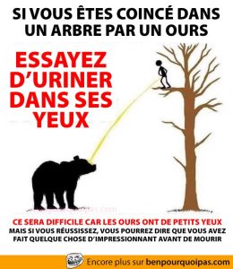 Truc si vous êtes coincé dans un arbre par un ours, urinez lui dans les yeux!