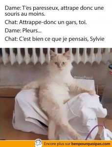 Quand tu trouve ton chat paresseux...