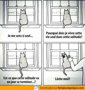 Le chat, animal solitaire et si seul