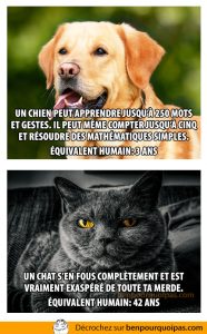 Différence entre les chiens et les chats