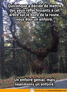 Quiconque a décidé de mettre des yeux réfléchissants à cet arbre sur le bord de la route, vous êtes un enfoiré. Un enfoiré génial, mais néanmoins un enfoiré.