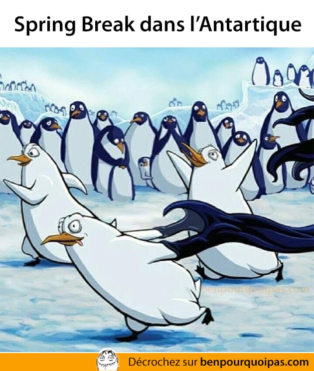 Les pingouins font aussi le Spring Break dans l'Antartique
