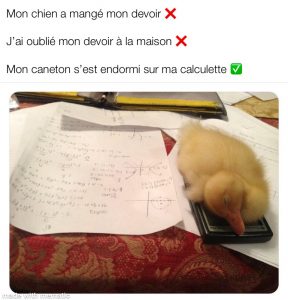 un caneton endormis sur les devoirs | ben pourquoi pas humour