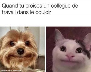 un chien et un chat avec une face malaisante