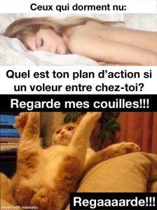 un chat met ses couilles en évidence