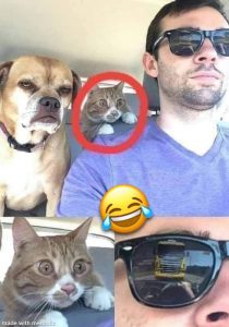 Un gars conduit une voiture avec son chien et un chat un peu nerveux