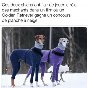 un couple de chien bien habillés pour l'hivers