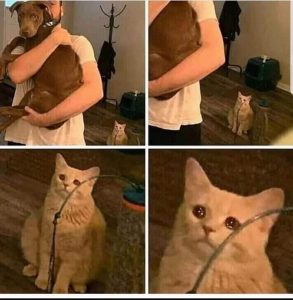 Quand le chat se sens délaissé par le calin donné au chien