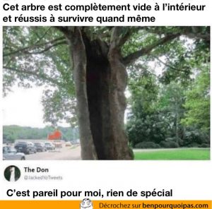 Un arbre qui est complètement vide à l'intérieur peut survivre