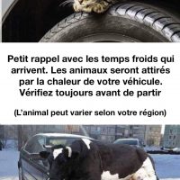 Les animaux qui ont froids se réfugient sur vos voitures