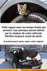un chaton est caché sur la roue d'une voiture un une vache sur le capot