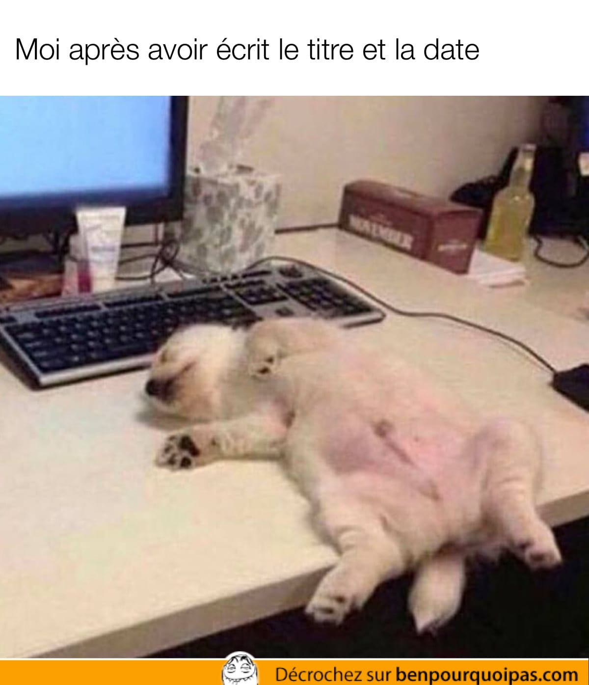 un chien est couché sur le dos devant un ordinateur