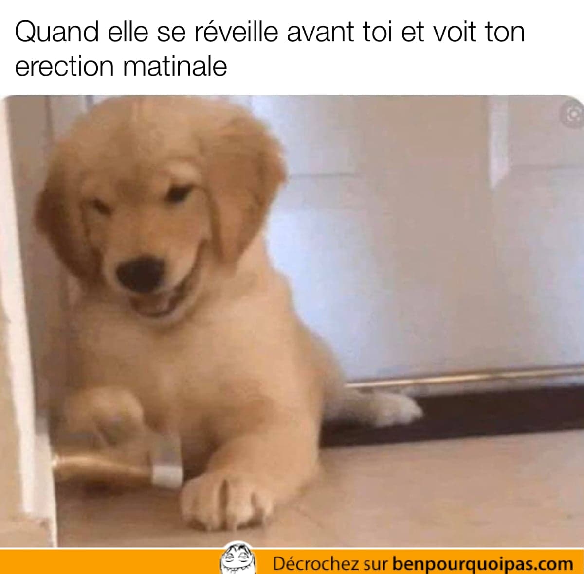 un chien joue avec le stopper de la porte