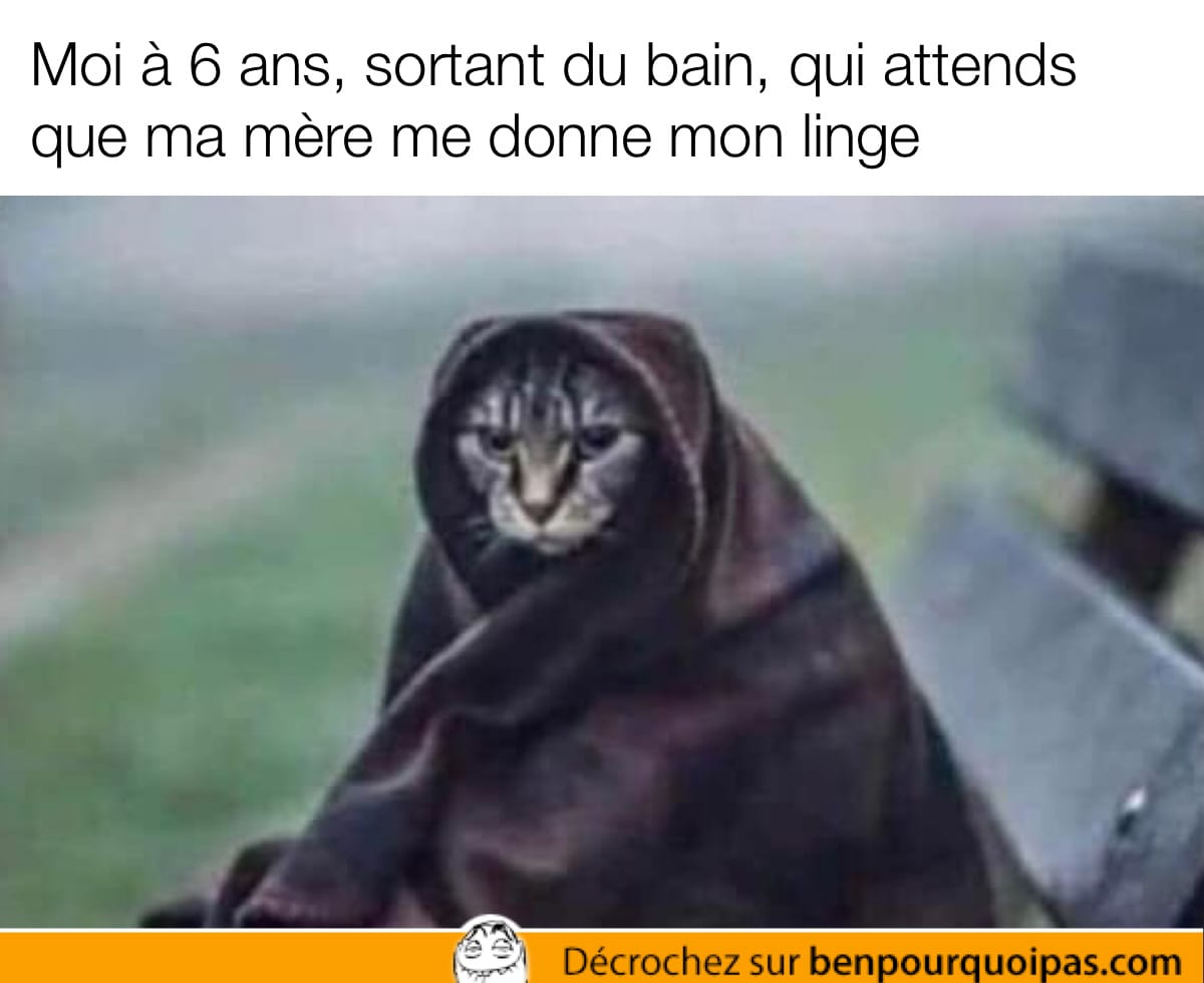 chat enveloppé dans une serviette