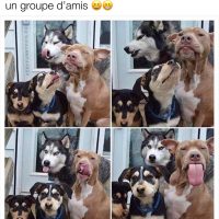 Quand tes amis et toi voulez prendre une photo