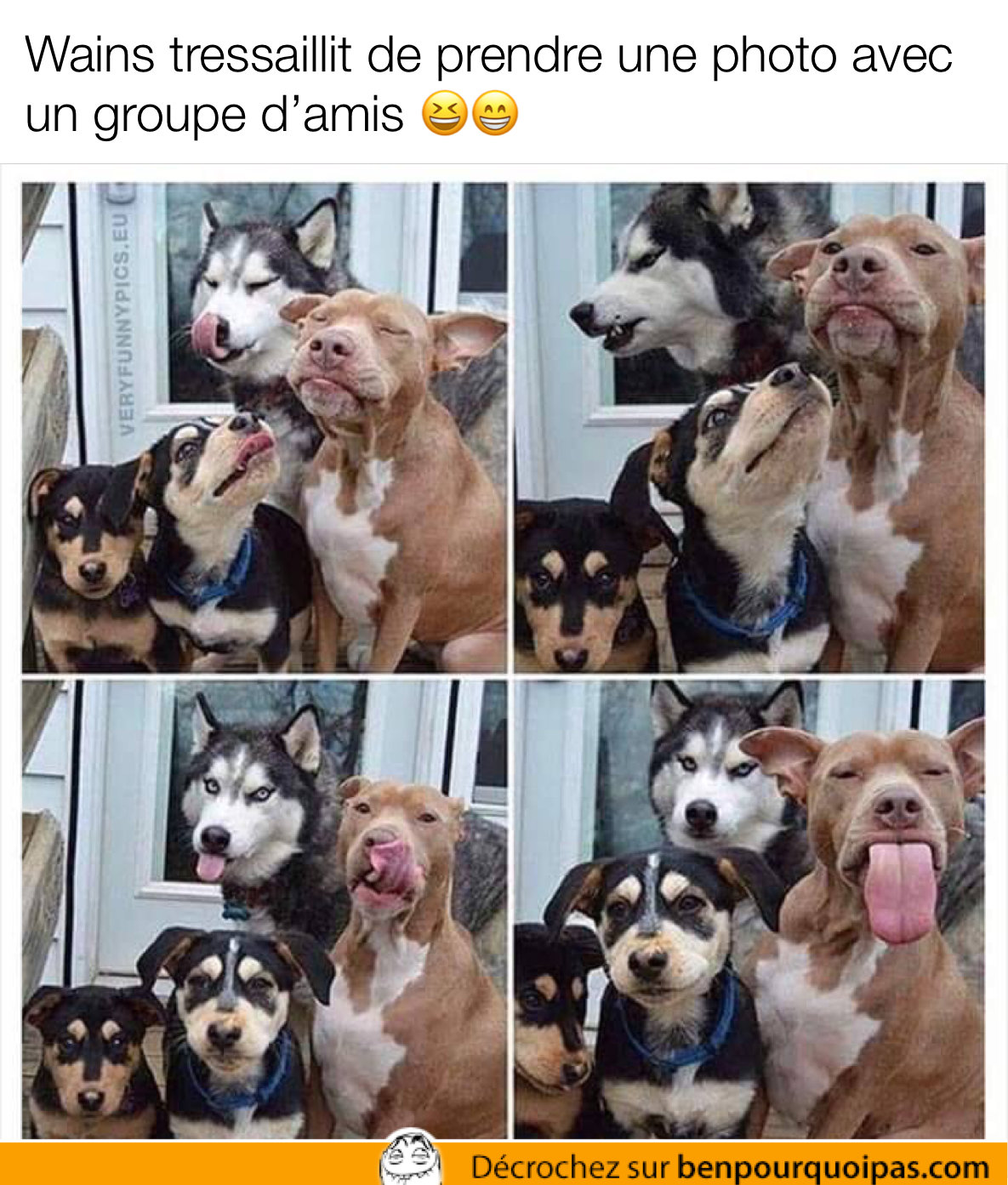 une bande de chiens font des grimaces pour une photo