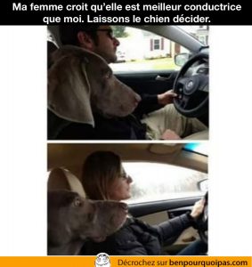 un chien défini qui conduit le mieux entre un homme et une femme