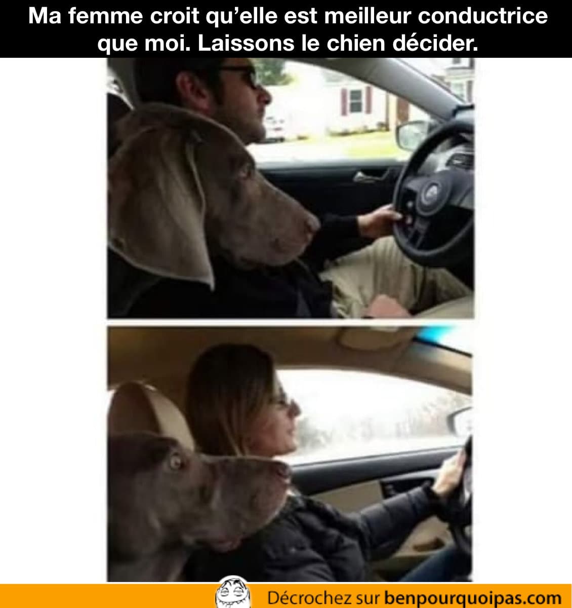 un chien défini qui conduit le mieux entre un homme et une femme