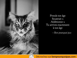 un chat sage dans une citation absurde