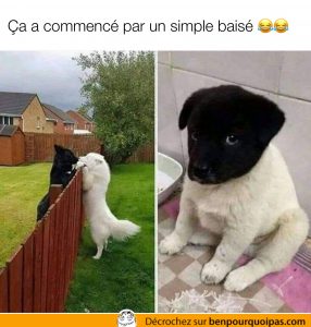 un chien blanc et une chienne blanche ont un bébé chiot deux couleur