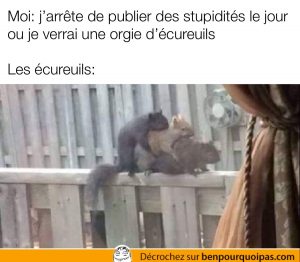 Trois écureuils en train de baiser!
