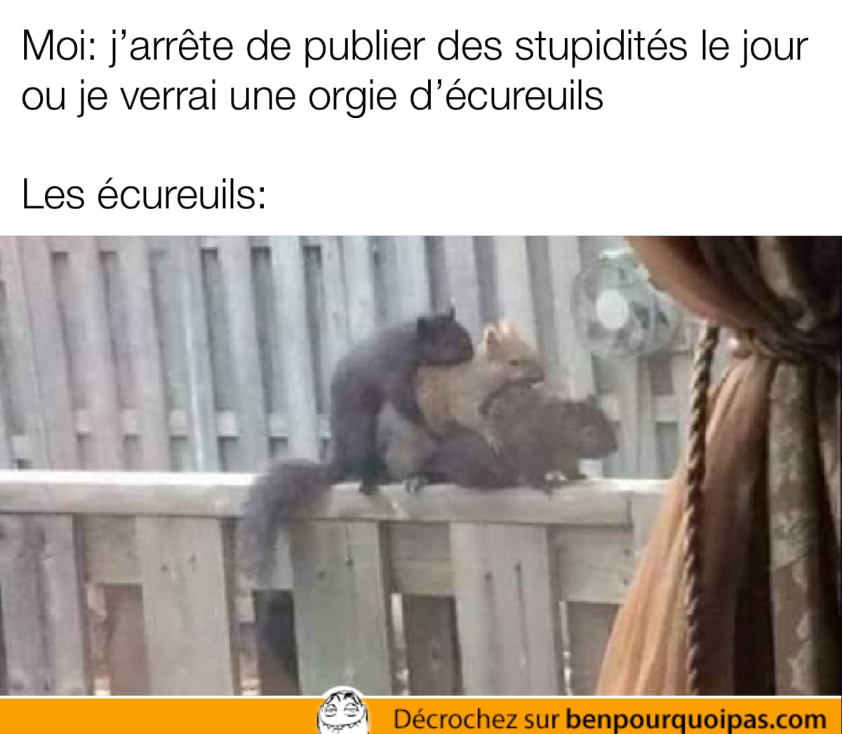 Trois écureuils en train de baiser!
