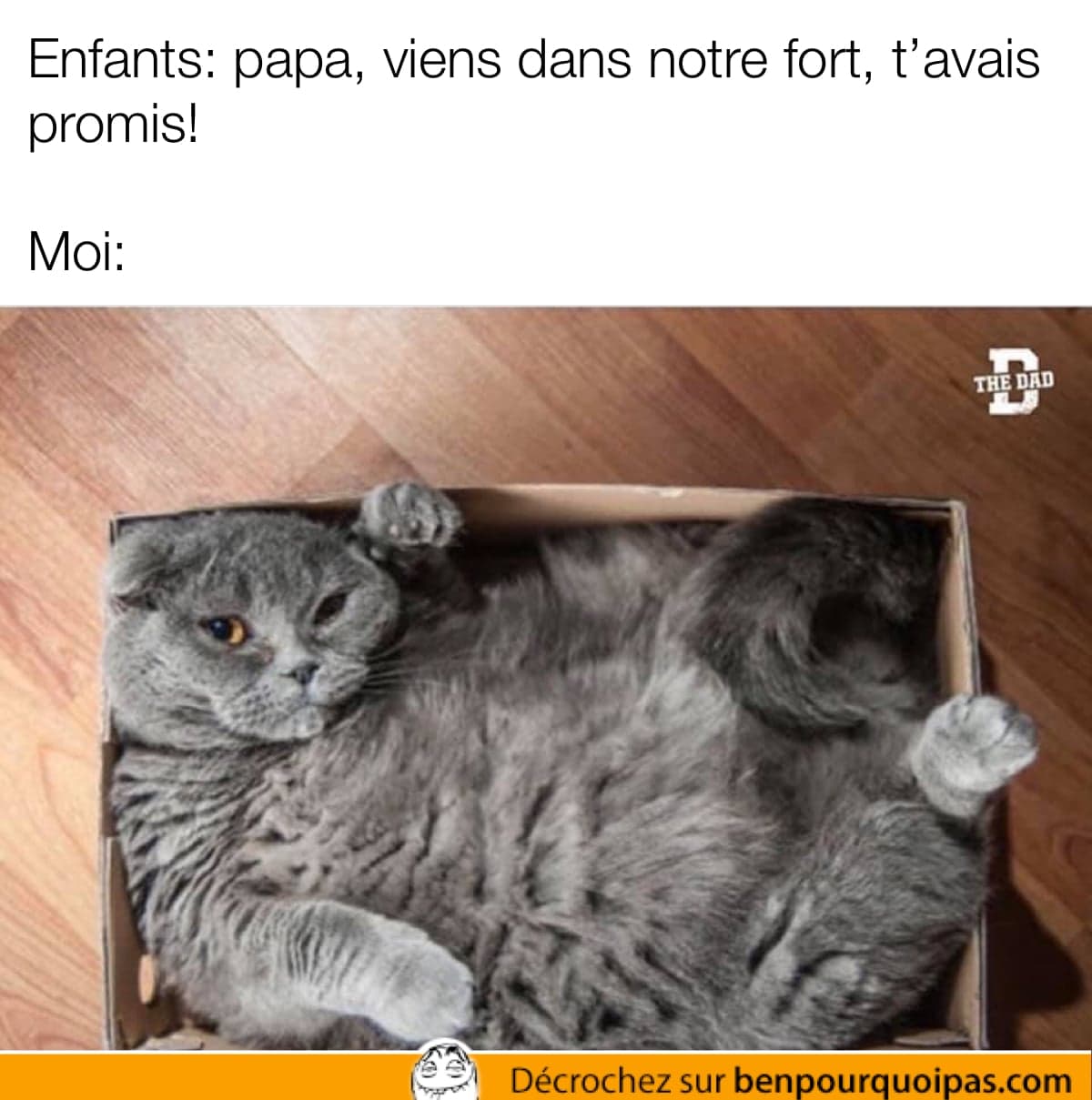 un chat dans une boîte trop petite pour lui