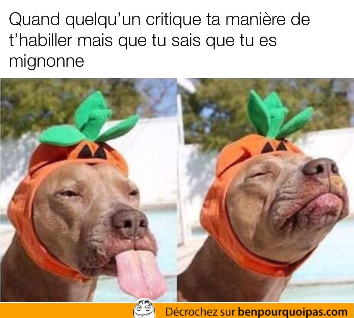 une chienne avec une citrouille d'halloween en chapeau fait une grimace