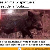 Croire qu'un animal spirituel c'est de la foutaise jusqu'à ce que tu trouves le tien