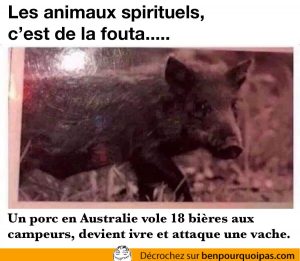 porc en australie vole de la bière et s'attaque à une vache