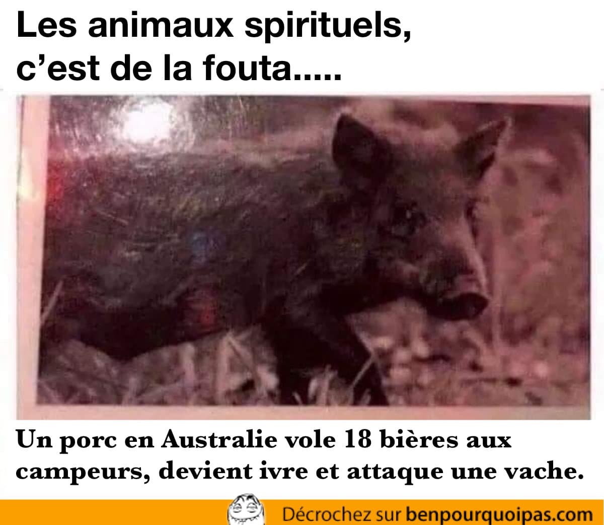 porc en australie vole de la bière et s'attaque à une vache