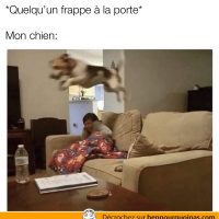 Mon chien quand on frappe à la porte