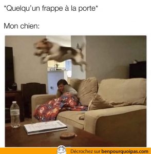 Un chien saute pour voir qui est à la porte
