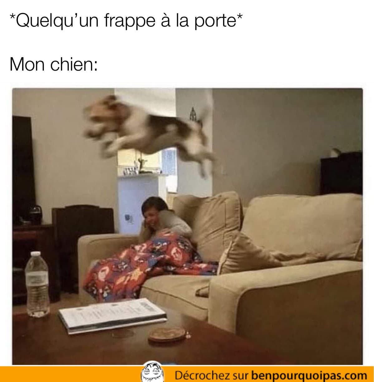 Un chien saute pour voir qui est à la porte