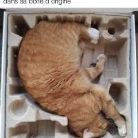 Chat à vendre, encore dans sa boîte d'origine