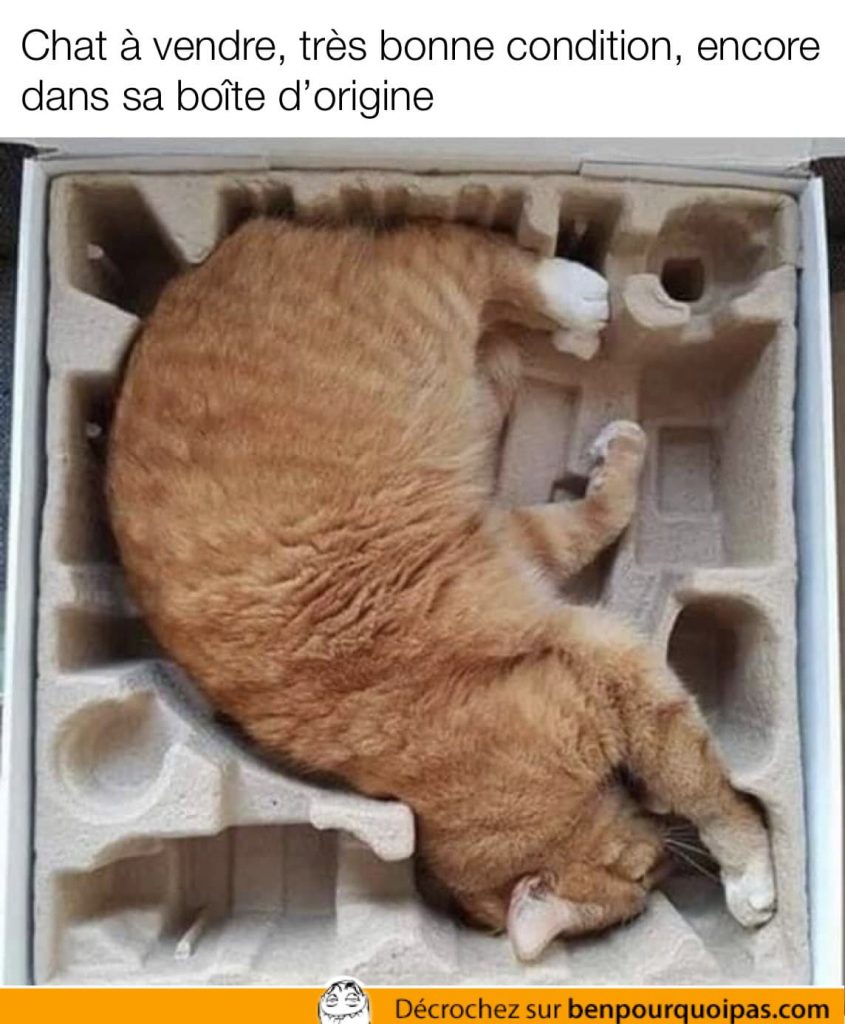 chat couché dans une boîte qui semble avoir été faite pour lui