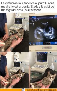 chatte passe une echographie