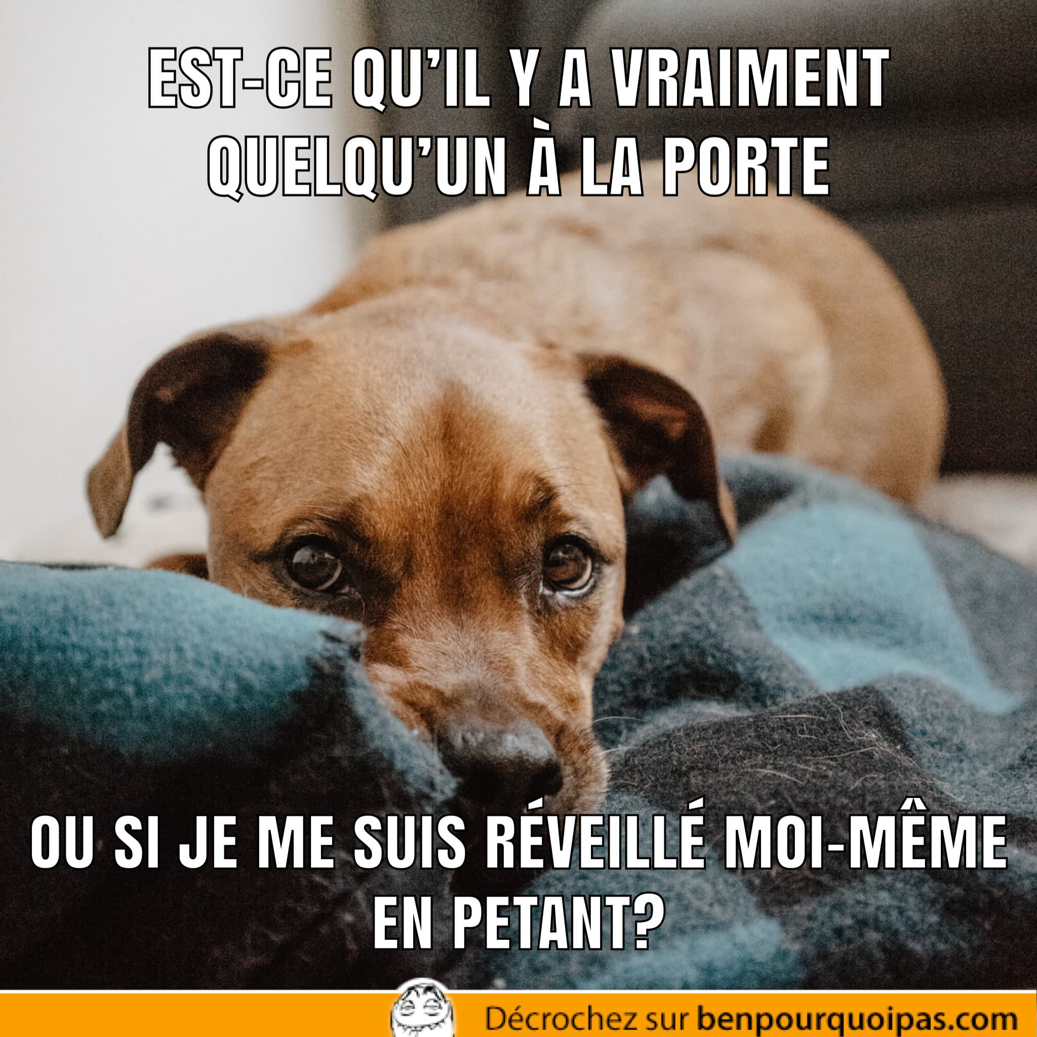 chien à moitié endormi