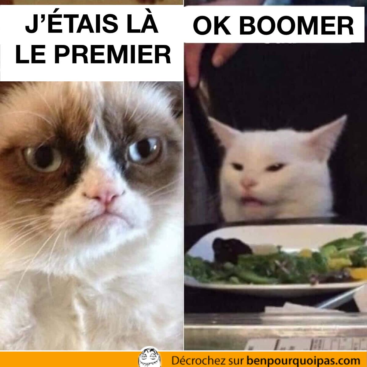 Grampy cat et screaming lady cat meme