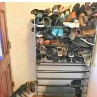 Si ton chiens mange toujours les souliers...