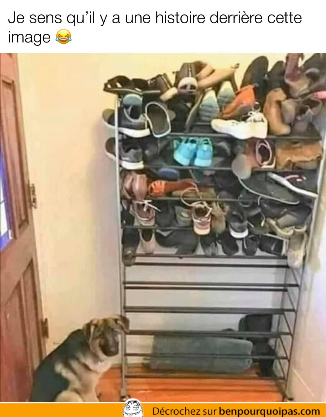 Si ton chiens mange toujours les souliers...