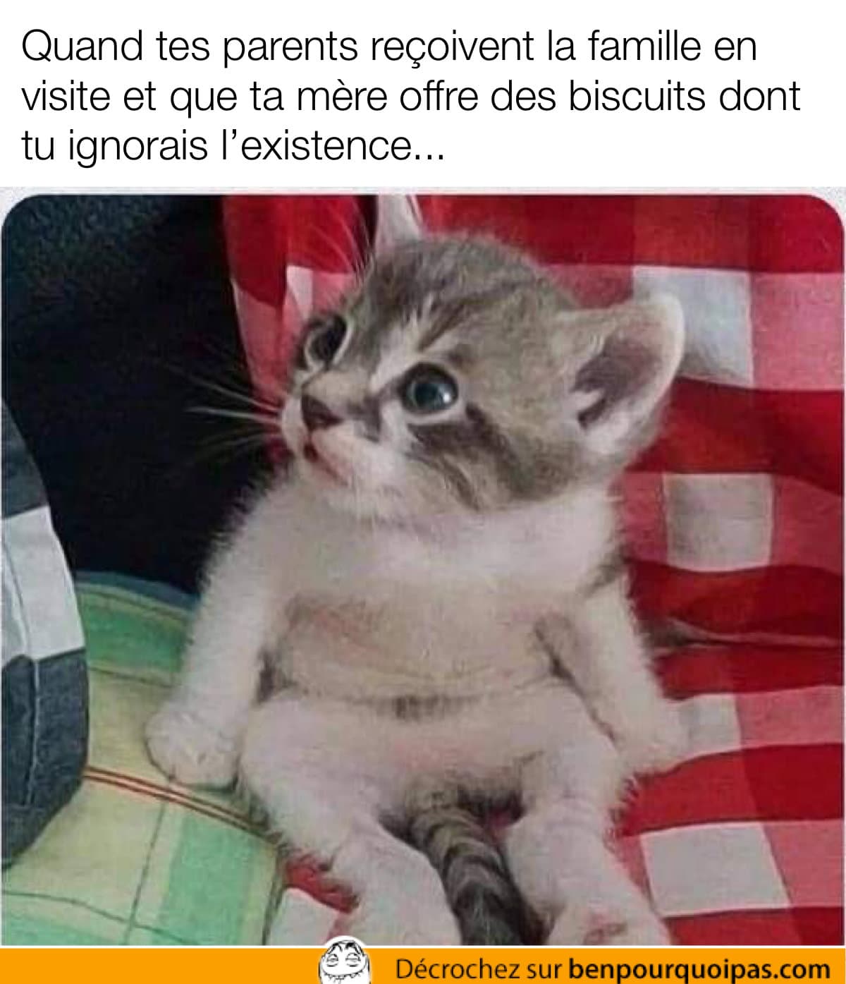 un chaton cute assis regarde autour de lui